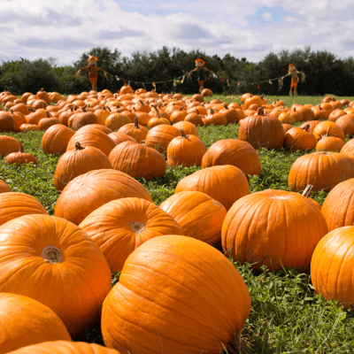 Pumpkin Patch Day: How to Turn It into a Full Family Experience