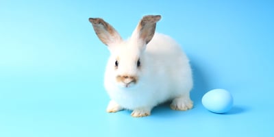 Why Rabbits Bring Easter Eggs and Other Fun Bunny Facts