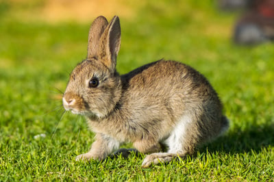 The Fluffy Facts: 10 Fascinating Insights into the World of Bunnies
