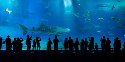 Walk on the Wild Side! 9 Tips for Visiting Your Local Zoo or Aquarium